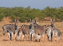 Kruger National Park [Letaba]