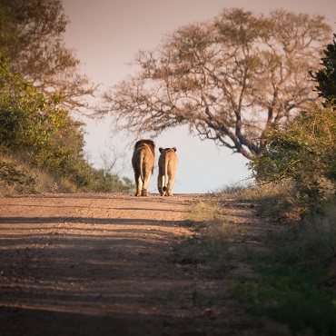 Kruger NP | Top 3 Sudafrica