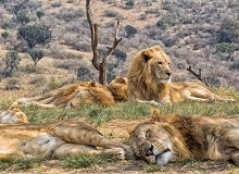 Kruger National Park [Timbavati]