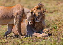 Safari Serengeti NP