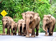 Elefanti nel Kui Buri National Park | #Thailandia #viaggigiovani Elefanti nel Kui Buri National Park