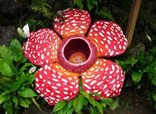Rafflesia | #Thailandia #viaggigiovani Rafflesia