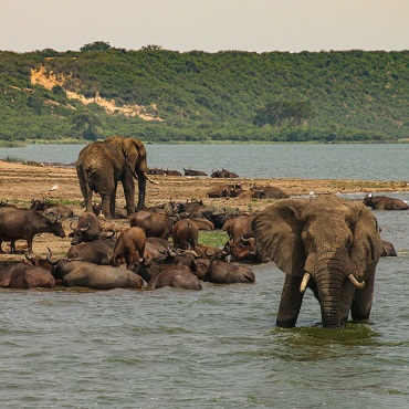 Animali lungo il canale Kazinga | Top 3 Uganda