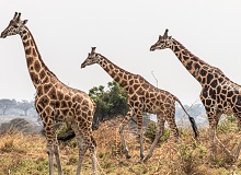 Giraffe nel Murchison Falls NP | Andrew S on Unsplash