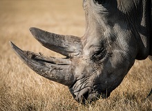 Rinoceronte nel Ziwa Sanctuary | Lucas Alexander on Unsplash
