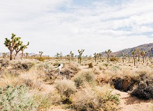 Paesaggio Yucca Valley