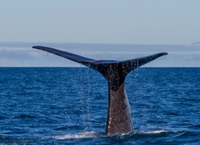Kaikoura | #viaggigiovani #Honeymoon Kaikoura