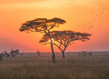 Giraffe al tramonto nel Serengeti