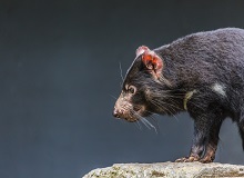Diavoli di Tasmania