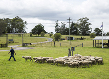 Aussie farm experience | #viaggigiovani #ViaggiAustralia Aussie farm experience
