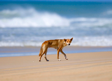 Dingo Fraser Island | #viaggigiovani #ViaggiAustralia Dingo Fraser Island