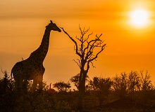 Giraffa al tramonto nel Kruger NP