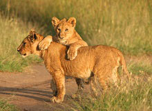 Leoni nel Kruger NP