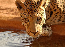 Leopardo che si abbevera nel Kruger NP