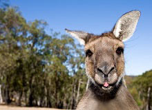 Canguro, Kangaroo Island | #viaggigiovani #ViaggiAustralia Canguro, Kangaroo Island