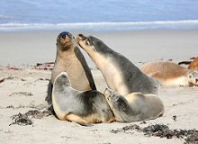 Leoni marini, Kangaroo Island | #viaggigiovani #ViaggiAustralia Leoni marini, Kangaroo Island
