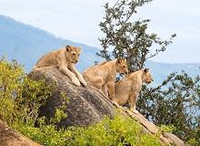 Leoni nello Tsavo East National Park