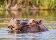 Ippopotamo nelle acque del fiume Zambezi