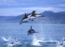 Kaikoura | #viaggigiovani #ViaggiNuovaZelanda Kaikoura