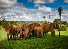 Famiglia di elefanti nel Tarangire