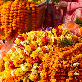 Fiori di zafferano in Nepal | Viaggiare in Nepal