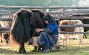 Attimi di vita nomade | Viaggiare in Mongolia