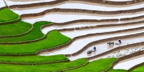 Risaie a Sapa | Viaggiare in Vietnam
