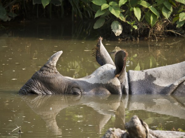Chitwan NP | Nepal Viaggio