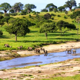 Elefanti nel Serengeti NP | Viaggiare in Tanzania