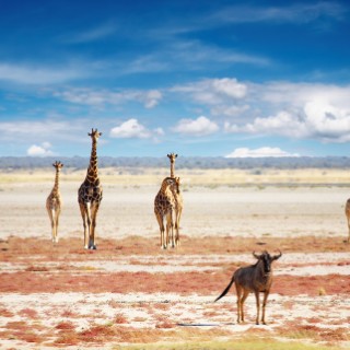 Etosha National Park