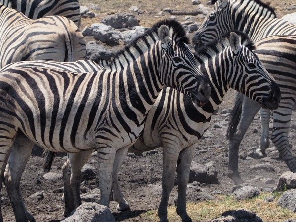 Gruppo di zebre nell'Etosha | Namibia Viaggio