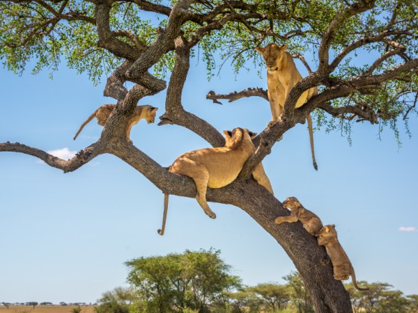 Leone arrampicato su un albero nel Lake Manyara | Tanzania Viaggio