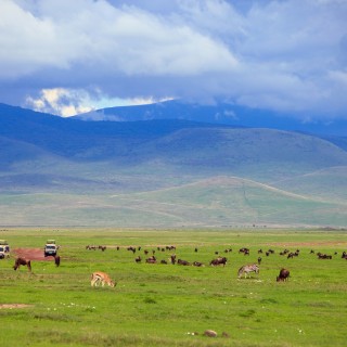 Ngorongoro