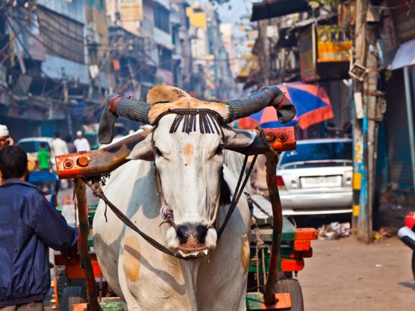 Vecchia Delhi | India Viaggio