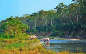 Rinoceronti asiatici nel Parco Nazionale Chitwan | Viaggiare in Nepal