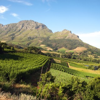 Stellenbosch