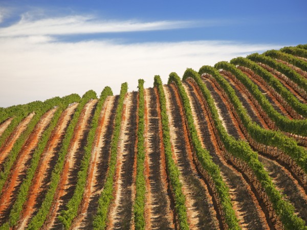 Immensi vigneti a Stellenbosch | Sudafrica Viaggio