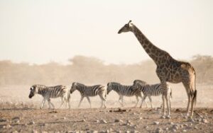 Etosha National Park | Viaggiare in Namibia