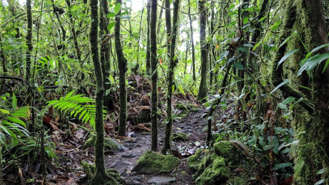 Foresta Arenal | Viaggio in Costa Rica