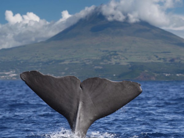 Le balene a Pico nelle Azzorre | Portogallo Viaggio