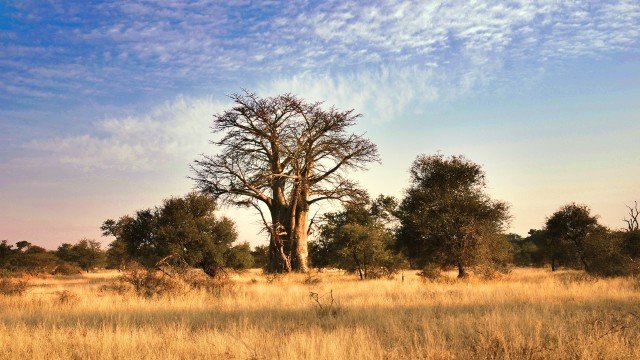 Baobab | Botswana Safari