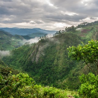 Parco nazionale impenetrabile di Bwindi