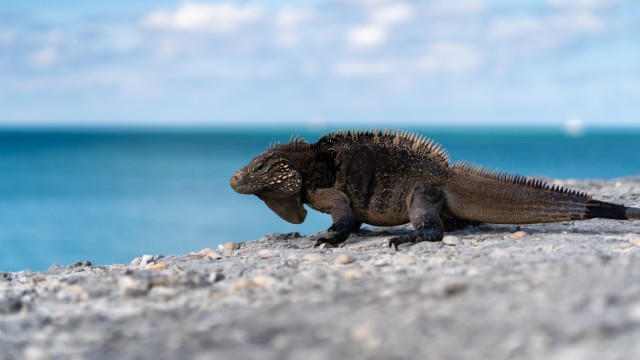 Cayo Iguana | Tour in Cuba