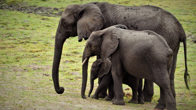 Elefanti nel Chobe NP | Botswana Safari