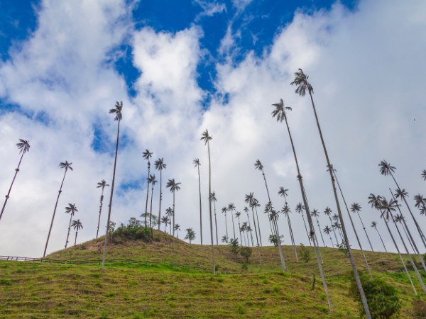 Osservare le palme da cera nella Cocora Valley
