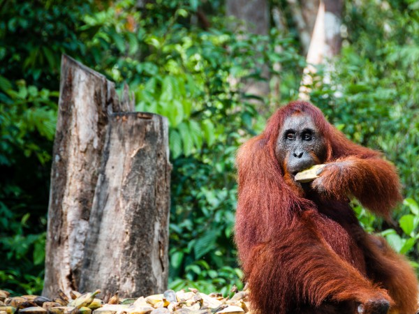 Cross Borneo Trek | Indonesia Viaggio