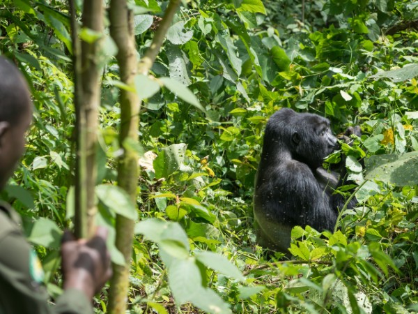 Gorilla Uganda | Uganda Viaggio