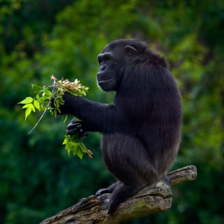 Kibale National Park