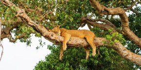 Il leone sull'albero nel Queen Elizabeth NP | Viaggiare in Uganda
