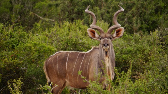 Kudu nella Mabalingwe Game Reserve | Botswana Safari